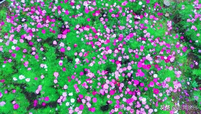 20亩花海,增添邳州暖意