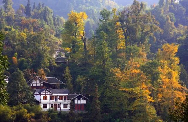 乡游黔中 · 凤冈县 进化镇丨银杏鎏金映古寨,高腔茶灯醉秋韵