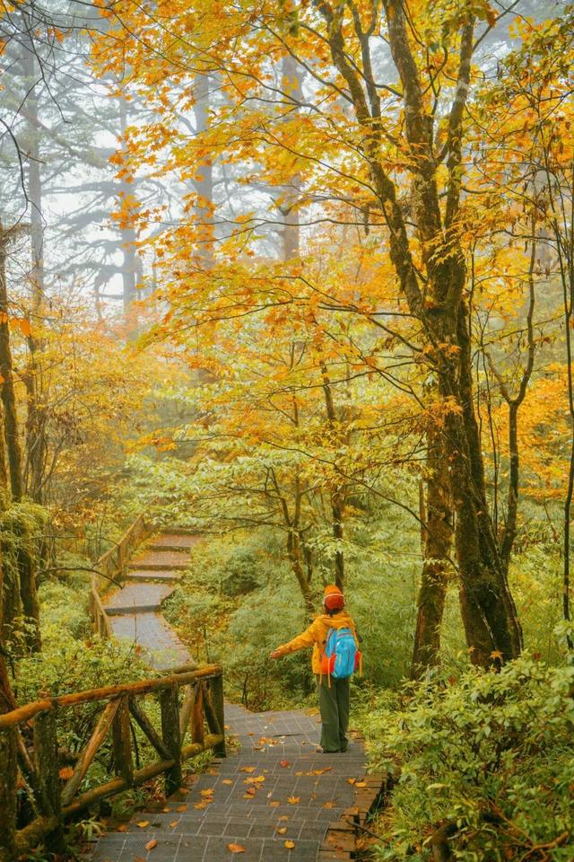 秋假免门票！抓住秋天的尾巴~来龙苍沟秋假赏秋领限定奖牌！