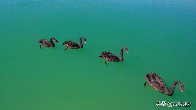 谁懂啊！建水五龙湖新来的黑天鹅，直接美成冬日童话