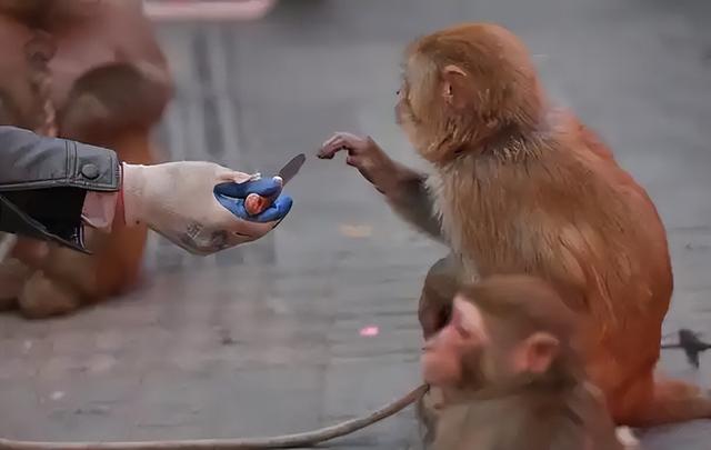 伤害1只也不行！2024年女游客徒步比赛被抓咬，十余只持续3分钟