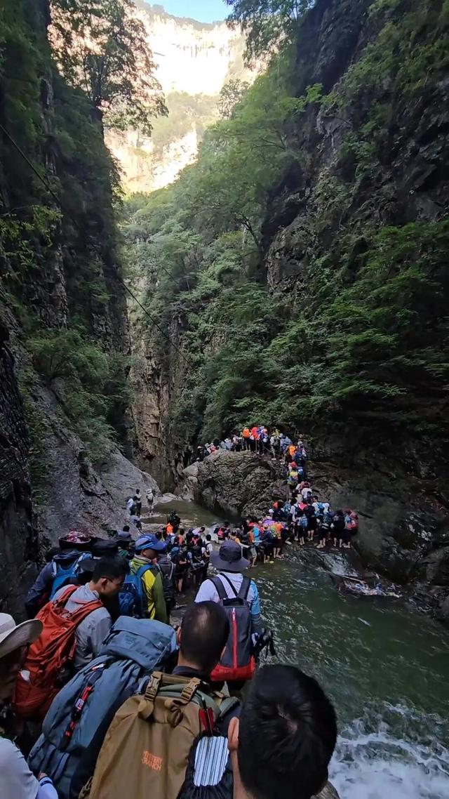南太行“一线天”被羊群占领，山羊轻松攀登近90度峭壁，春夏秋三季经常“堵人”