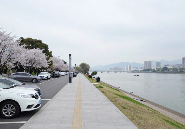 福州又一条免费的滨水樱花长廊，全长约 900 米、堪称榕城春日顶流