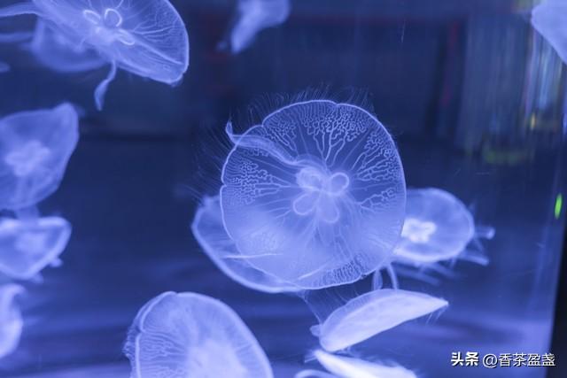 郑州攻略之海洋馆