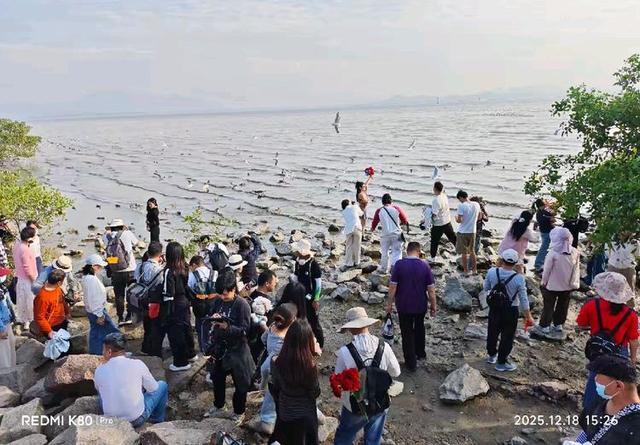 快乐的25/26深圳湾候鸟季