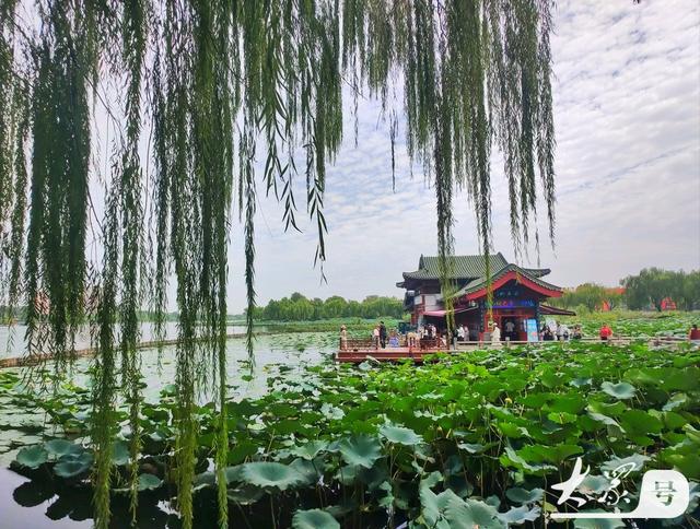 明湖垂柳曼妙多姿 游人如织景致如画
