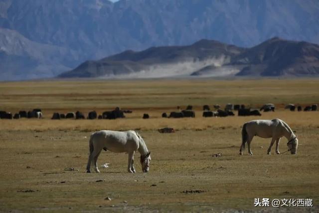 极致风光，唯有西藏阿里！初冬的金色童话一眼沦陷！