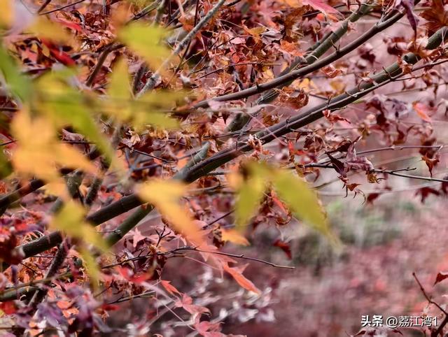 蓝山谷记：与十万株红枫的相遇