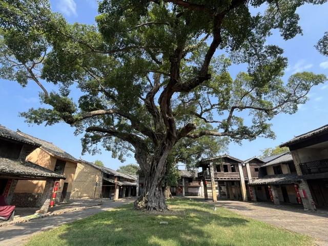 收好始兴这条线路，一天玩转艺术、古村与落羽杉，追一场岭南最绚烂的秋！