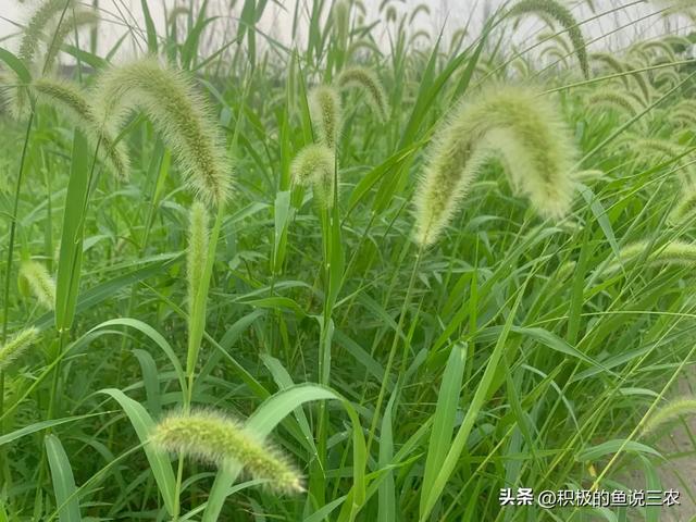“就怕上午立秋，不怕下午立秋”，今天立秋在几点？有什么征兆？