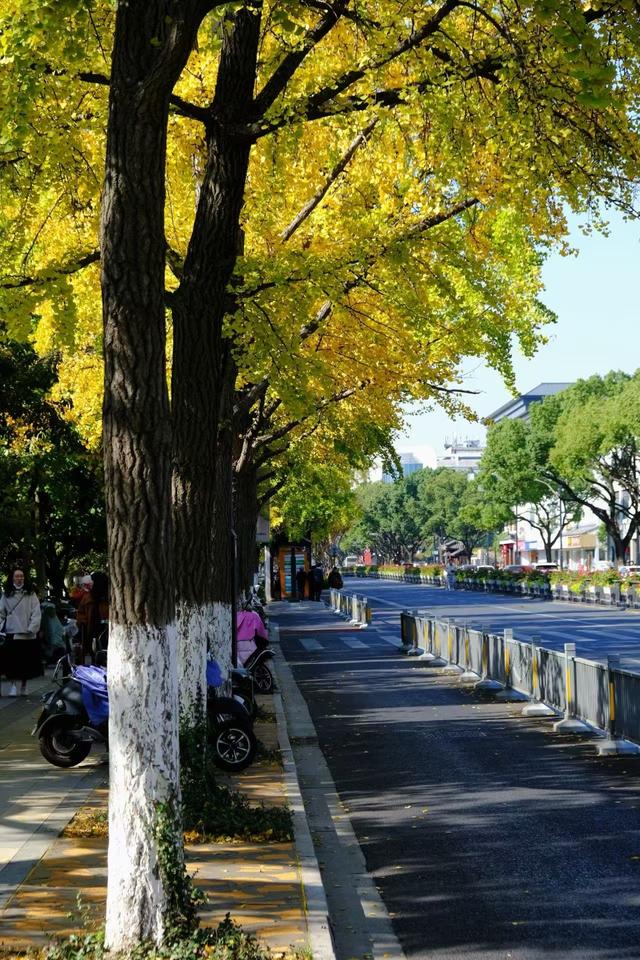 从“不扫”变“缓扫”，苏州用十五年守护秋日温暖！
