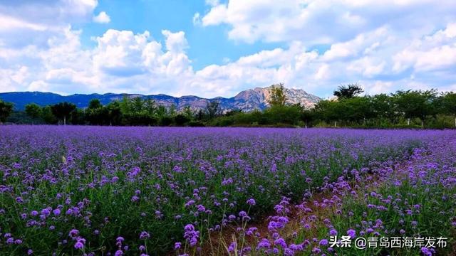 送票！西海岸这片梦幻花海开了！