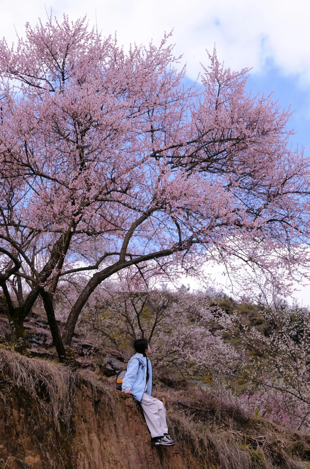 成都青梅花已开，10条爆火赏梅徒步线亲子友好，速速收藏！