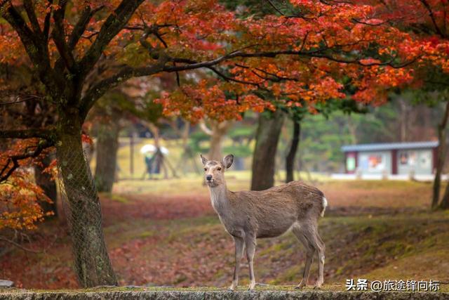 想找个能兼顾看景、购物还能体验特色旅行，日本能古迹购物赏花