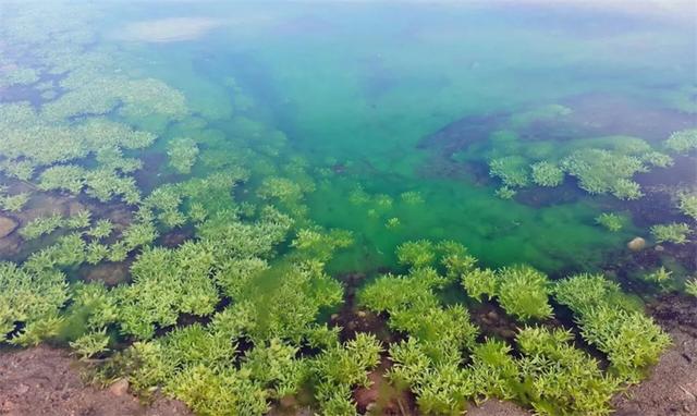 三九严寒“冰上走”！乌拉特中旗这处“不冻泉”却流水潺潺