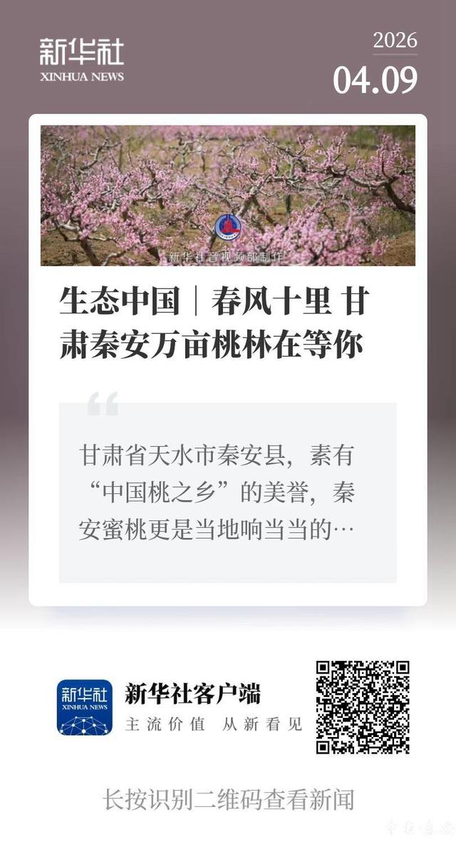 【2026秦安桃花会】新华社、学习强国等多平台聚焦秦安 万亩桃园绽放云端春色