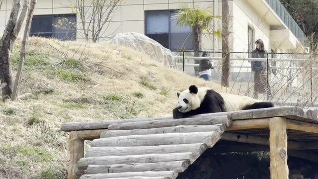 佛坪晚夏寻凉意，猫进秦岭躲避“秋老虎”！
