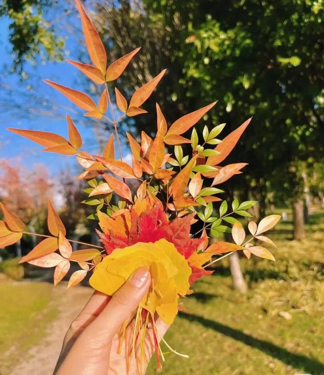 来淄博“捡秋”！海岱楼、周村大街…全被捡出来了→