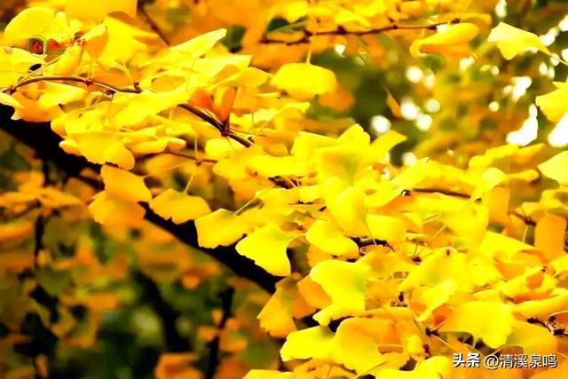 银杏染秋——九峰的金色童话