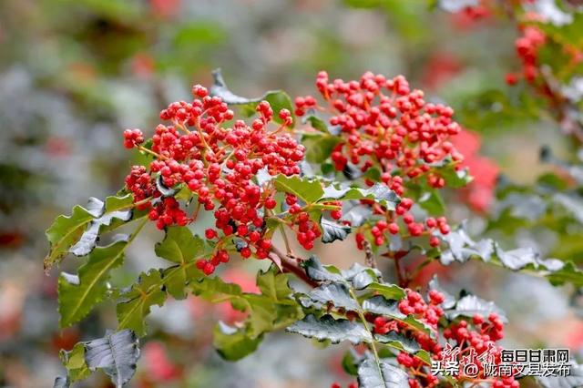 【节气里的大美中国·多彩甘肃】立秋