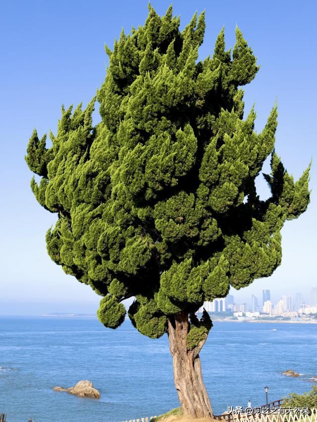 大量日本人游客涌入青岛，打着旅游幌子不去旅游不吃美食，为啥来