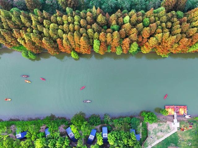 此时的太仓，美到心尖上！