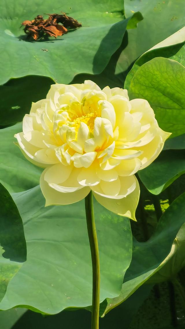 夏日赏荷，如置身仙境
