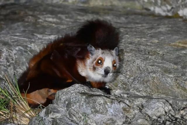 喇叭河红叶巅峰期打卡攻略，彩林秘境+野生萌兽，秋假带娃研学首选！