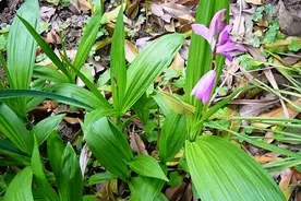 别乱挖！这种野草叫白芨，药材界的天然创可贴，却是二级保护植物图片