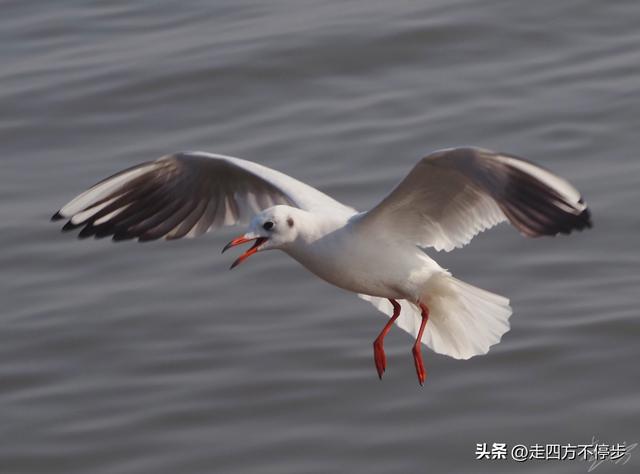 深圳湾观鸟：海舞鸟歌映盛世