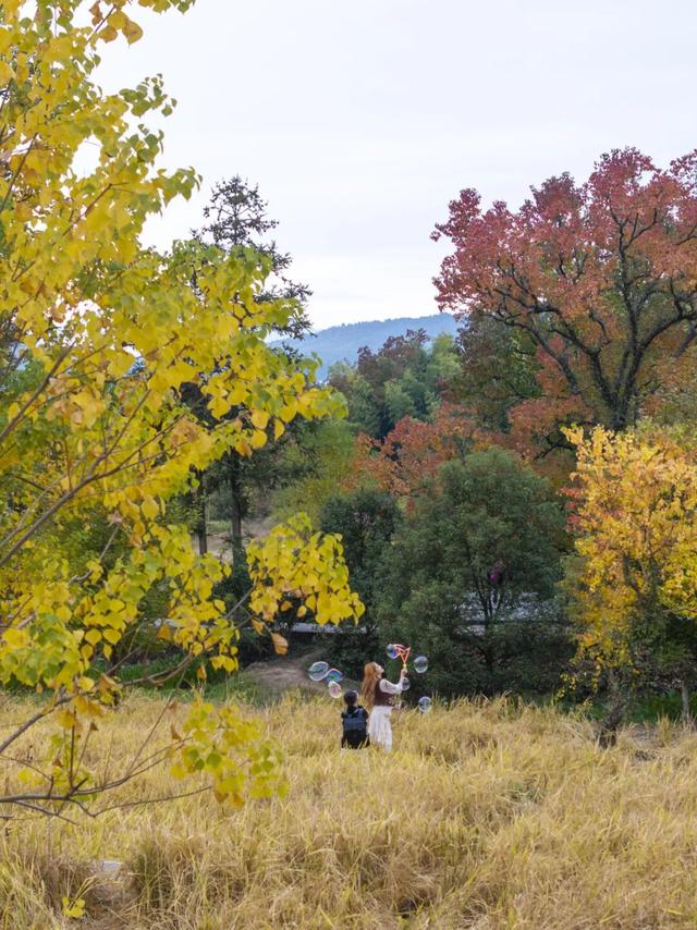 11月去塔川，邂逅乌桕树的“三级变色”，每棵树都是流动的油画