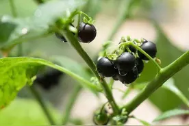 农村出镜率极高的4种“剧毒植物”，别随意采摘食用，认识不吃亏图片