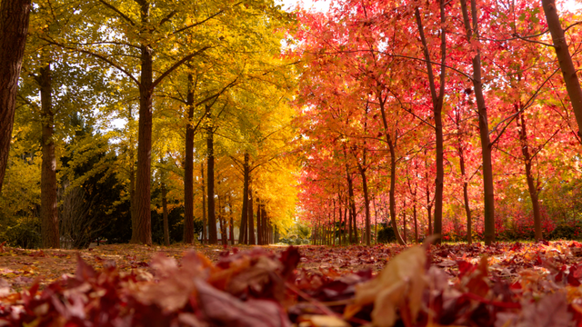 领取限定“杏”运！抓紧来看金色山东