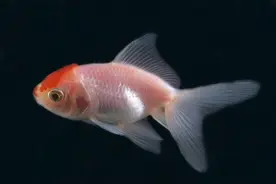 80鱼缸养金鱼的问题，到底多少条合适？九条鱼多吗？图片