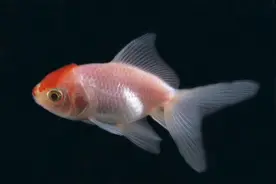 80鱼缸养金鱼的问题，到底多少条合适？九条鱼多吗？图片