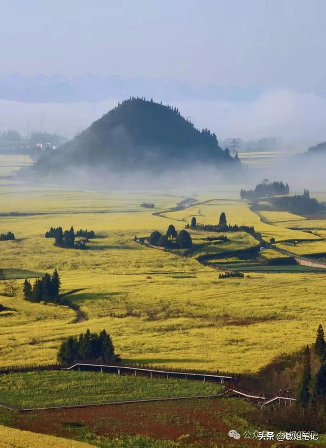 【滇东南游记·二】罗平：在金色花海里追一场春天的光影