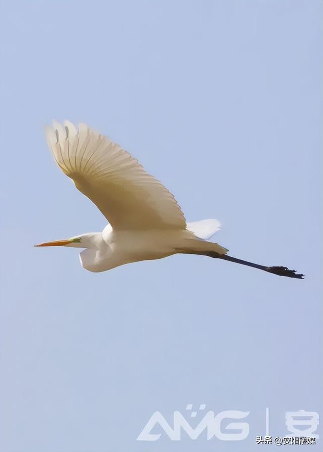 这几年，白鹭爱上了安阳
