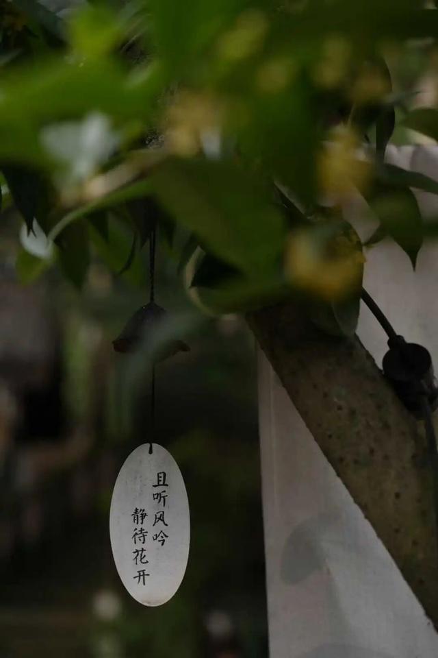 桂花开满了，总要去一趟五凤溪吧~