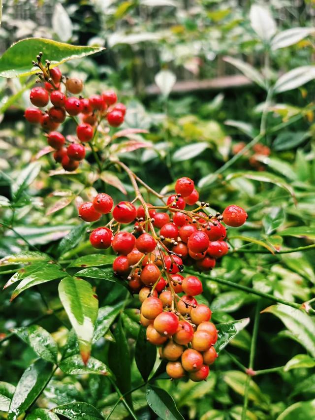 更年期小阿姨的胡同漫游