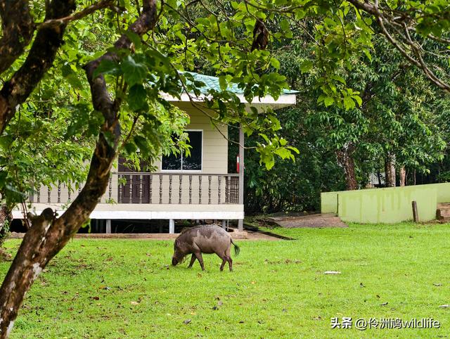 马来西亚(36)砂拉越州⑩峇哥国家公园夜间徒步体验