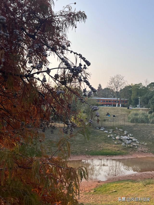 南昌凤凰洲湿地公园，美的不像话！