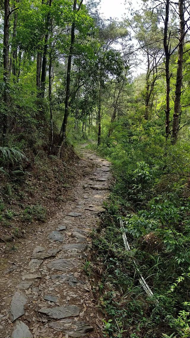 客天下与泮坑之间，登山古道旁一树多胎的诡异现象，期待专家解密