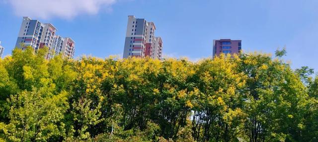 寻美薛城丨金色浪漫！森林公园里的“栾树”花开正艳，枝头流金溢彩！