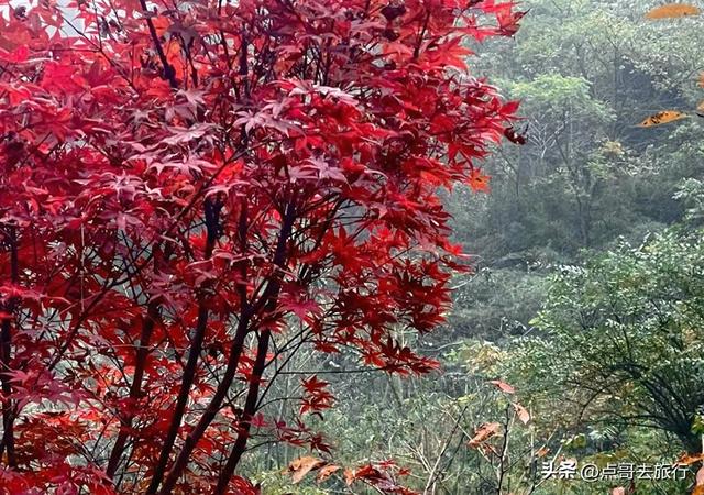 成都彭州的魔幻彩林，都不要门票！壮观、唯美、浪漫，无不惊艳！