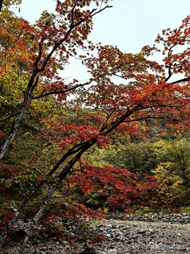 2025辽宁赏秋之旅日记(2)——游览丹东蒲石河森林公园