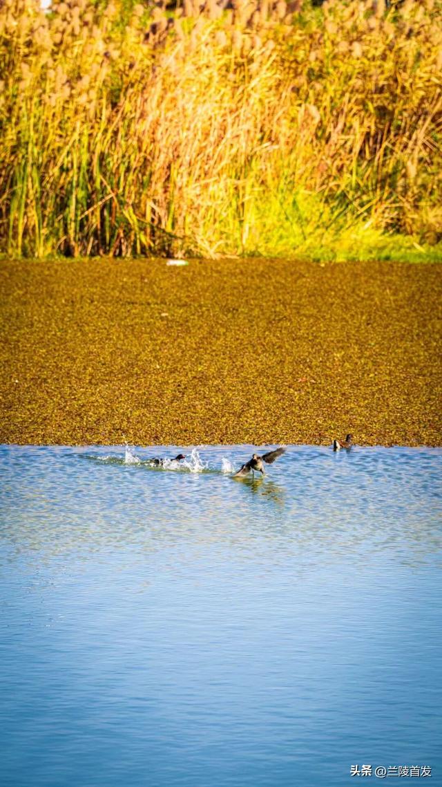 好客山东好品山东｜立冬至，最后一抹兰陵秋色打包送给你~