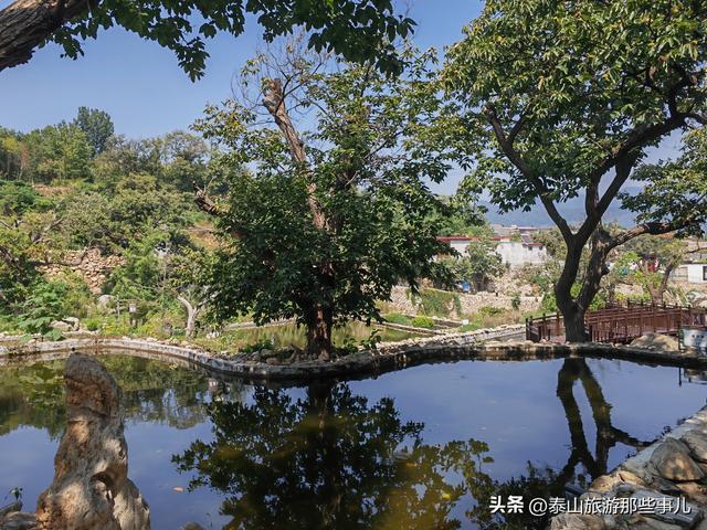 泰安：它是泰山“北大门”，田园风光让人陶醉，有株800年板栗树