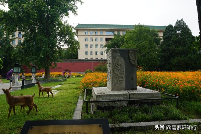 初秋北海公园，赏万佛楼硫华菊花海，和“纯真兔兔”一起荡起双桨