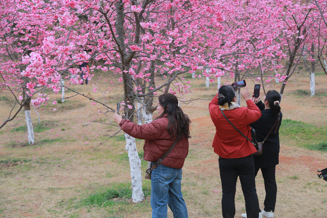 周末，赴一场樱花之约