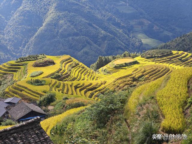 国庆期的龙脊梯田，即使是用老人机，也能拍出最动人的秋景与秋色